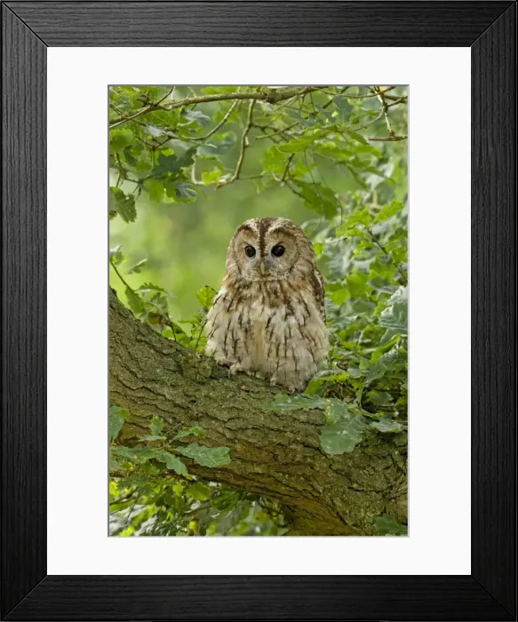 Framed Print : Twany owl - perched on a branch in habitat - August - Cannock Chase - Staffordshire - England Framed Print : Twany owl - perched on a branch in habitat - August - Cannock Chase - Staffordshire - England