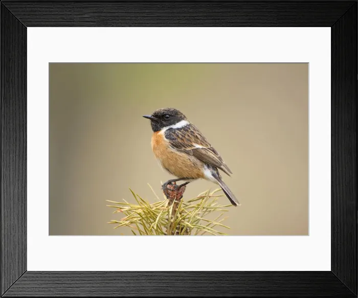 Framed Print : Stonchat - male perched on top of a young conifer tree - May - Cannock Chase - Staffordshire - England Framed Print : Stonchat - male perched on top of a young conifer tree - May - Cannock Chase - Staffordshire - England