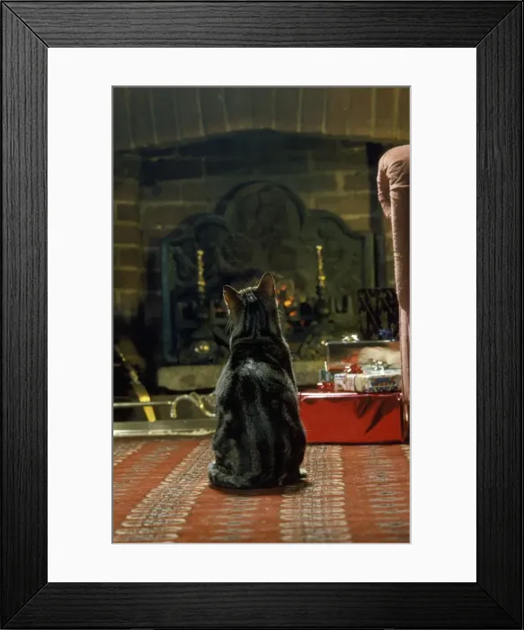 Framed Print : Cat - in front of fire Framed Print : Cat - in front of fire