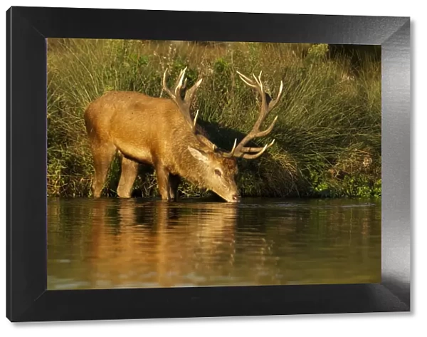 Red Stag - drinking from waters edge with reflection - Bushy park - London - England