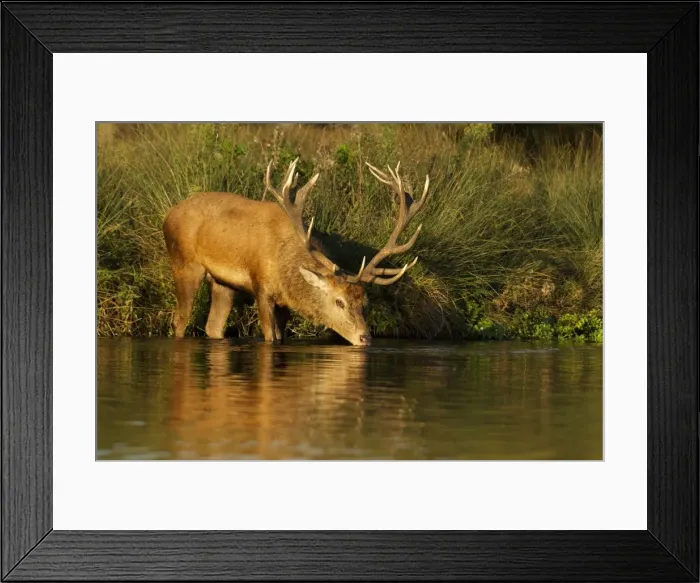 Framed Print : Red Stag - drinking from waters edge with reflection - Bushy park - London - England Framed Print : Red Stag - drinking from waters edge with reflection - Bushy park - London - England
