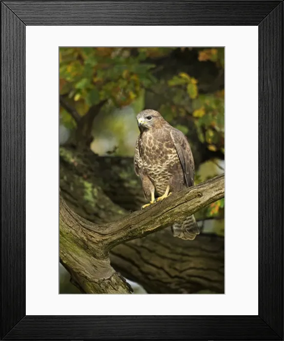 Framed Print : Buzzard - perched in old oak tree in early morning sunshine - November - Cannock Chase - Staffordsire - England Framed Print : Buzzard - perched in old oak tree in early morning sunshine - November - Cannock Chase - Staffordsire - England