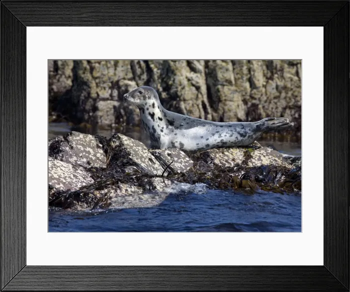 Framed Print : Grey Seal - resting on rocks - June - Northumberland - England Framed Print : Grey Seal - resting on rocks - June - Northumberland - England