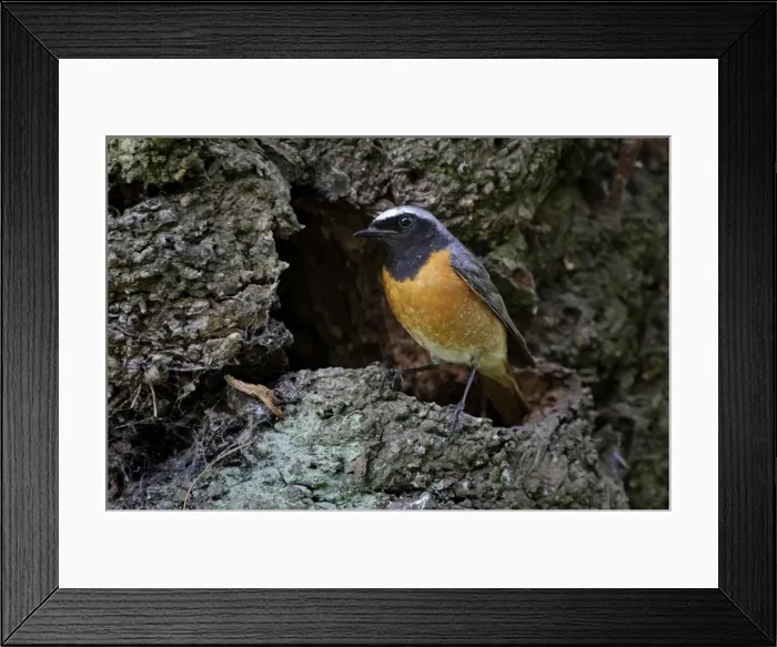 Framed Print : Redstart - male standing outside nest site on a old tree - June - Cannock Chase - Staffordshire - England Framed Print : Redstart - male standing outside nest site on a old tree - June - Cannock Chase - Staffordshire - England