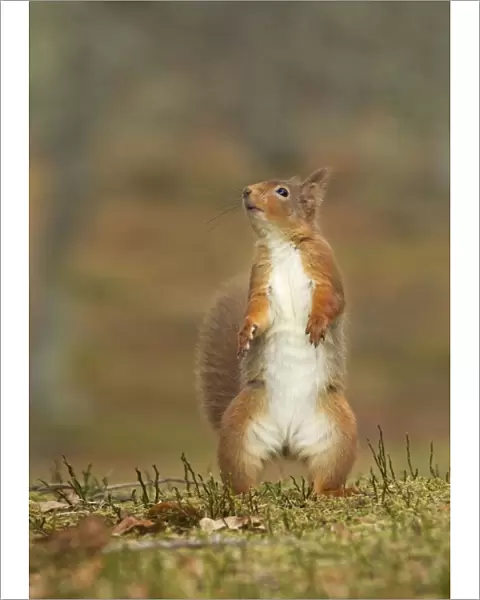 Red Squirrel - standing on hind legs - February - Scotland - UK