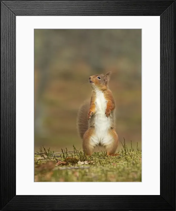 Framed Print : Red Squirrel - standing on hind legs - February - Scotland - UK Framed Print : Red Squirrel - standing on hind legs - February - Scotland - UK