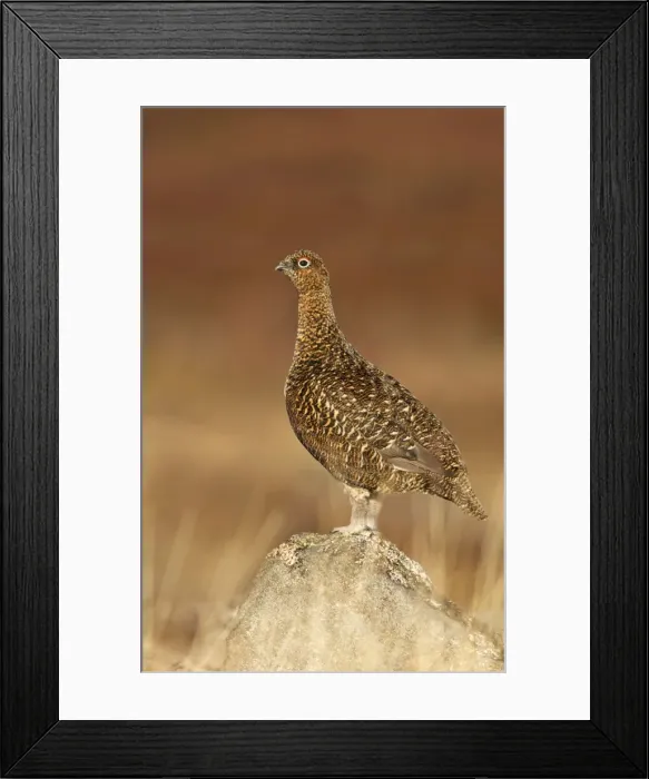 Framed Print : Red Grouse - standing on a rock in moorland - February - Scotland - UK Framed Print : Red Grouse - standing on a rock in moorland - February - Scotland - UK