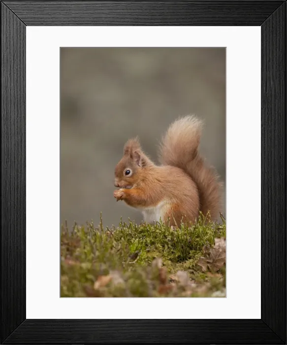 Framed Print : Red Squirrel - eating nuts on woodland floor - February - Aviemore - Scotland Framed Print : Red Squirrel - eating nuts on woodland floor - February - Aviemore - Scotland