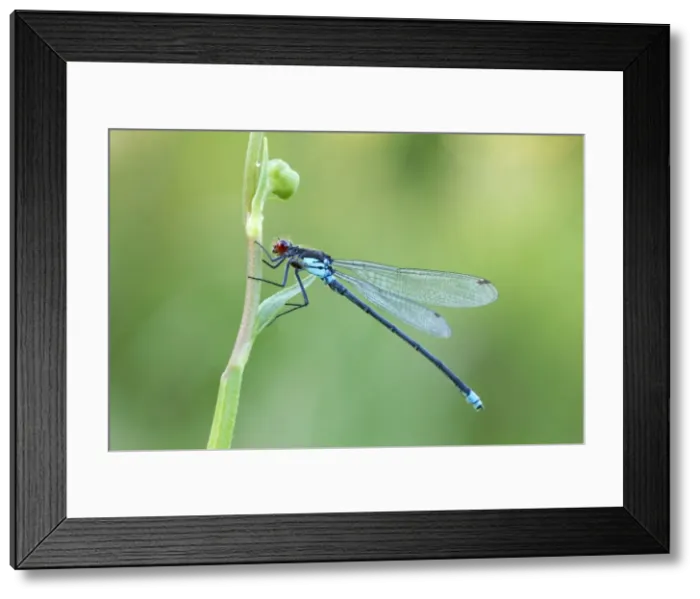 Framed Print : Red Eyed Damselfly - male resting on vegetation - July - Cannock - Staffordshire - England Framed Print : Red Eyed Damselfly - male resting on vegetation - July - Cannock - Staffordshire - England
