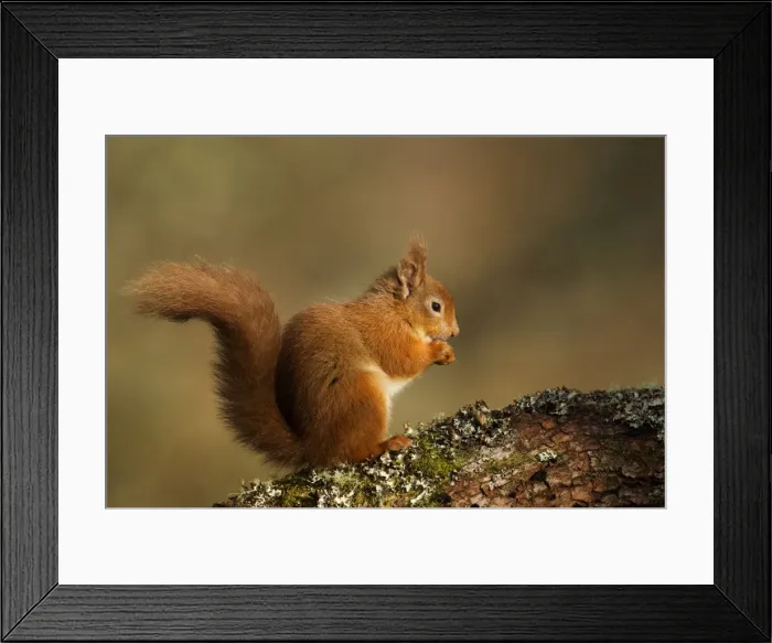 Framed Print : Red Squirrel - resting and eating on a lichen covered log in morning light - February - Aviemore - Scotland