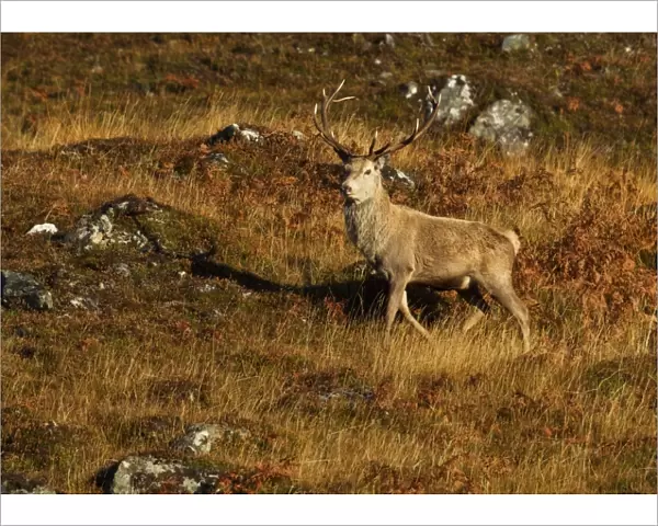 Red Stag - on mountainside in early morning light - November - Cannich - Scotland