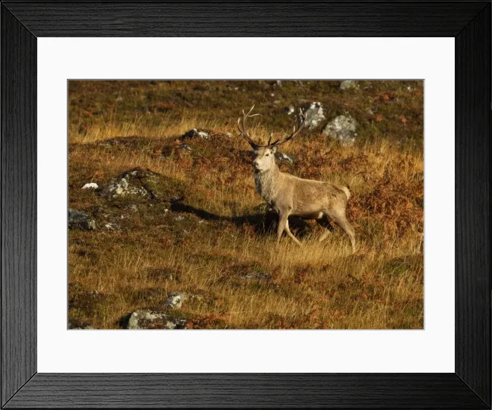 Framed Print : Red Stag - on mountainside in early morning light - November - Cannich - Scotland Framed Print : Red Stag - on mountainside in early morning light - November - Cannich - Scotland