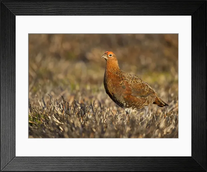 Framed Print : Red Grouse - walking through burnt heather - August - Grinton - Yorkshire Dales - England Framed Print : Red Grouse - walking through burnt heather - August - Grinton - Yorkshire Dales - England