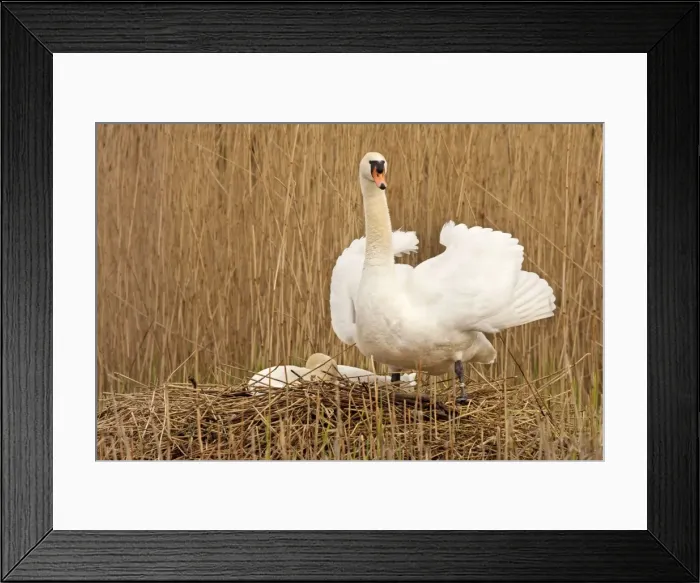 Framed Print : Mute Swan - standing guard over partner at nest - April - Burton - England Framed Print : Mute Swan - standing guard over partner at nest - April - Burton - England