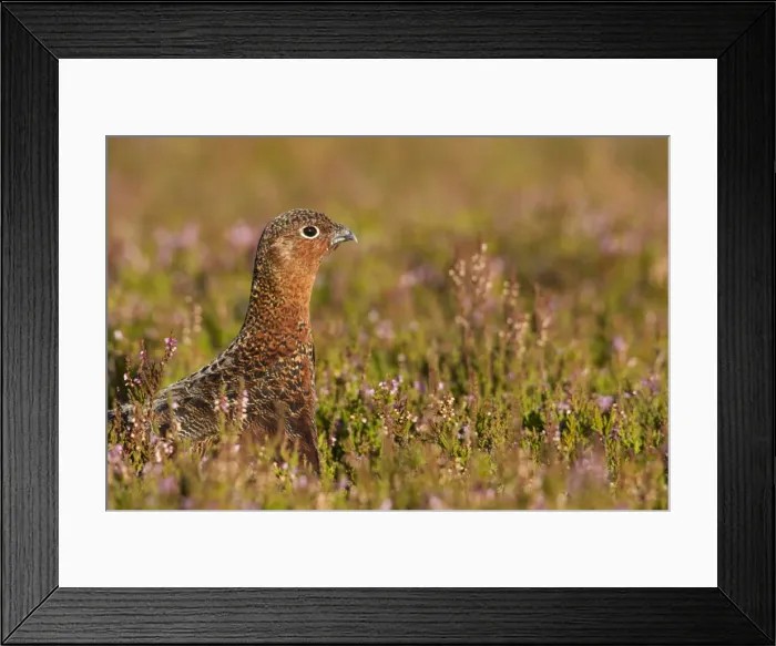 Framed Print : Red Grouse - walking through heather close up - August - Grinton - Yorkshire Dales - England Framed Print : Red Grouse - walking through heather close up - August - Grinton - Yorkshire Dales - England