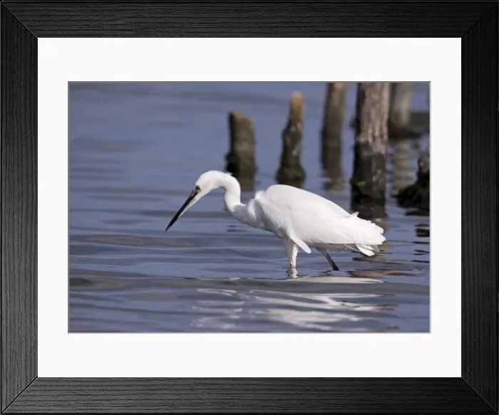 Framed Print : Little Egret - walking through shallow water looking for food - November - Poole - England Framed Print : Little Egret - walking through shallow water looking for food - November - Poole - England