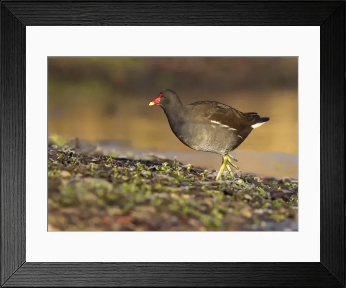 Framed Print : Moorhen - walking on frozen ground looking for food - December - Cannock - Staffordshire - England Framed Print : Moorhen - walking on frozen ground looking for food - December - Cannock - Staffordshire - England