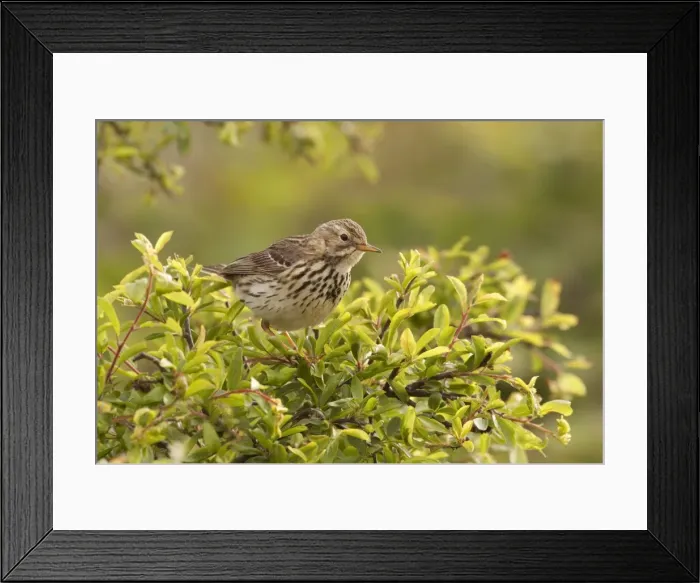 Framed Print : Meadow Pipit - perched on top of a bush looking for food - May - Shell Island - North Wales - UK Framed Print : Meadow Pipit - perched on top of a bush looking for food - May - Shell Island - North Wales - UK