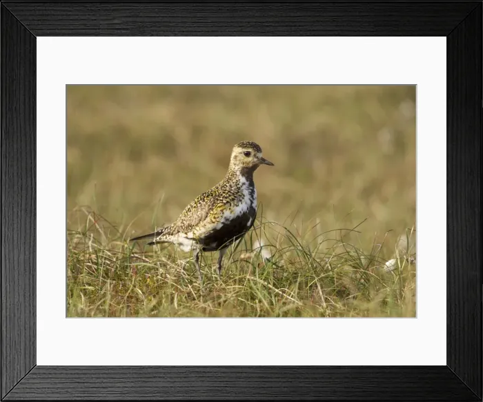 Framed Print : Golden Plover - in habitat showing breeding plumage - June - Shetland Islands - Scotland Framed Print : Golden Plover - in habitat showing breeding plumage - June - Shetland Islands - Scotland