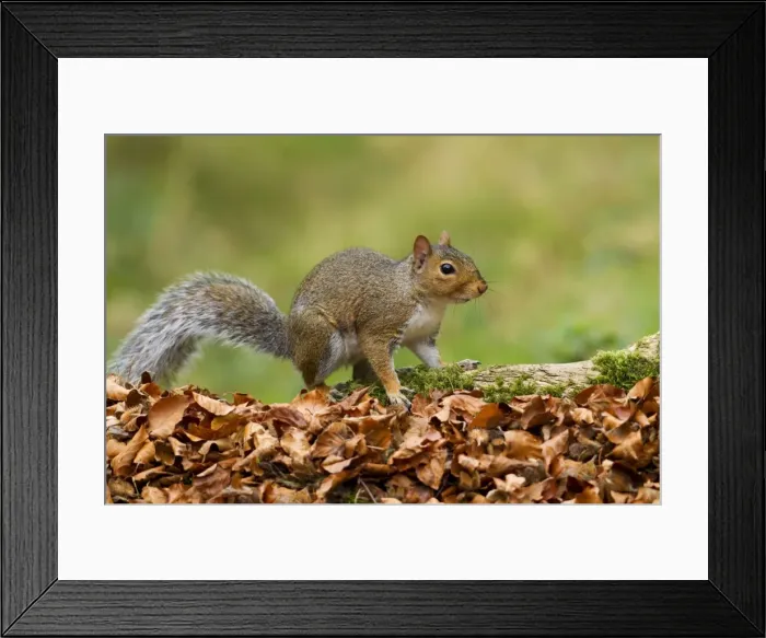 Framed Print : Grey Squirrel - looking for food amongst autumn leaves - October - Cannock Chase - Staffordshire - England Framed Print : Grey Squirrel - looking for food amongst autumn leaves - October - Cannock Chase - Staffordshire - England