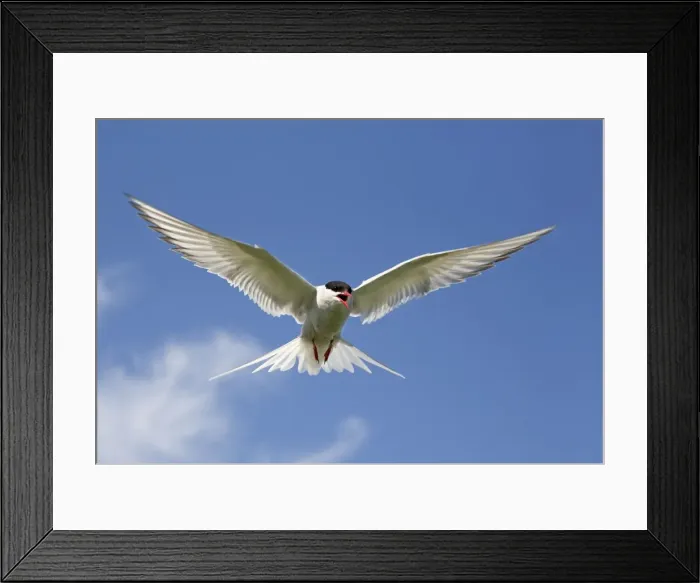 Framed Print : Arctic Tern - in flight calling - Farne Islands - June - Northumberland - UK Framed Print : Arctic Tern - in flight calling - Farne Islands - June - Northumberland - UK