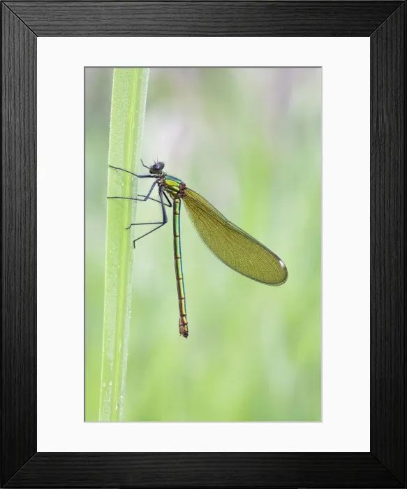 Framed Print : Banded Demoiselle Damselfly - resting on yellow iris leaf - Cannock Chase - Staffordshire - England Framed Print : Banded Demoiselle Damselfly - resting on yellow iris leaf - Cannock Chase - Staffordshire - England
