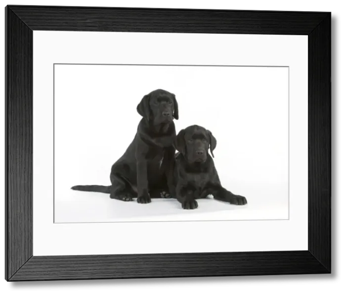 Framed Print : DOG - Black labradors sitting together Framed Print : DOG - Black labradors sitting together