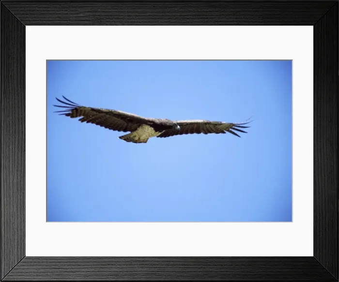 Framed Print : Martial Eagle - in flight Framed Print : Martial Eagle - in flight