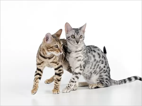 KITTEN - Bengal kittens 16 weeks