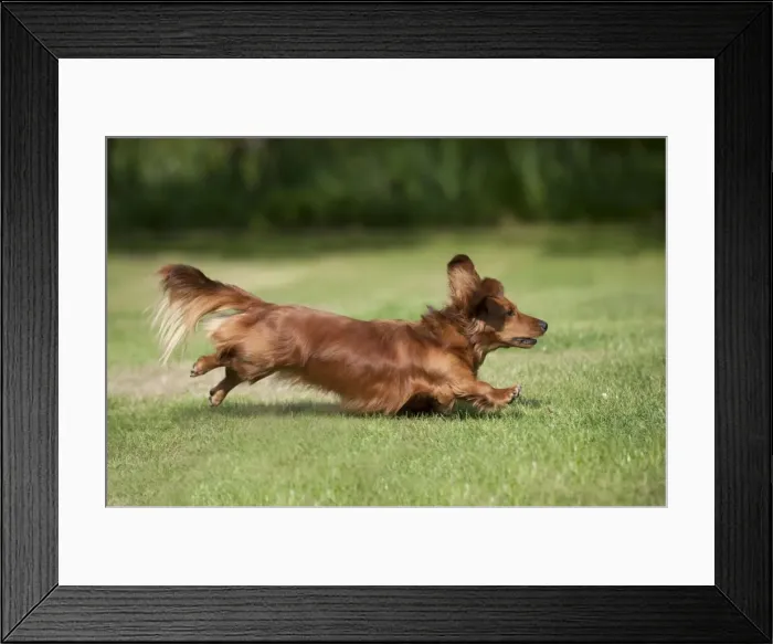 Framed Print : DOG - Miniature long haired dachshund running in garden Framed Print : DOG - Miniature long haired dachshund running in garden