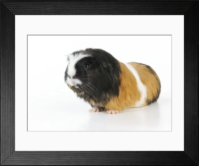 Framed Print : Guinea pig Framed Print : Guinea pig