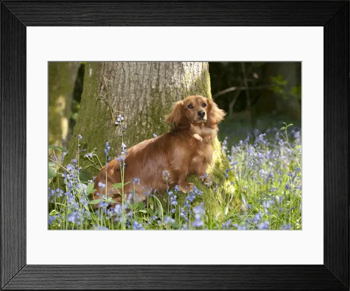 Framed Print : DOG - Miniature long haired dachshund sitting in bluebells Framed Print : DOG - Miniature long haired dachshund sitting in bluebells