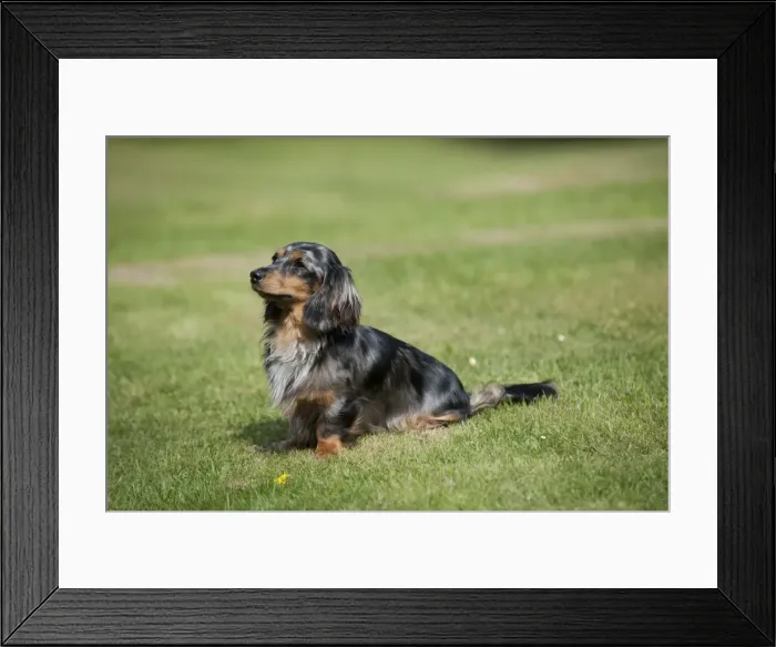 Framed Print : DOG - Miniature long haired dachshund sitting in garden Framed Print : DOG - Miniature long haired dachshund sitting in garden