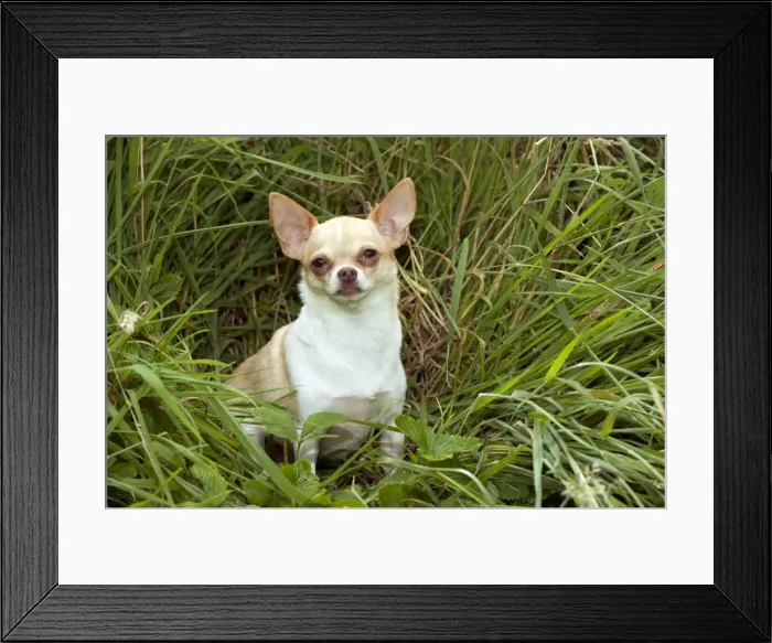 Framed Print : DOG - Chihuahua sitting in grass Framed Print : DOG - Chihuahua sitting in grass