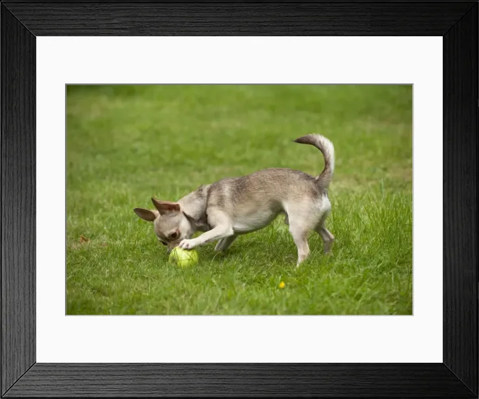 Framed Print : DOG - Chihuahua playing in garden Framed Print : DOG - Chihuahua playing in garden
