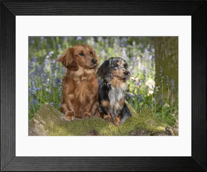 Framed Print : DOG - Miniature long haired dachshunds sitting in bluebells Framed Print : DOG - Miniature long haired dachshunds sitting in bluebells