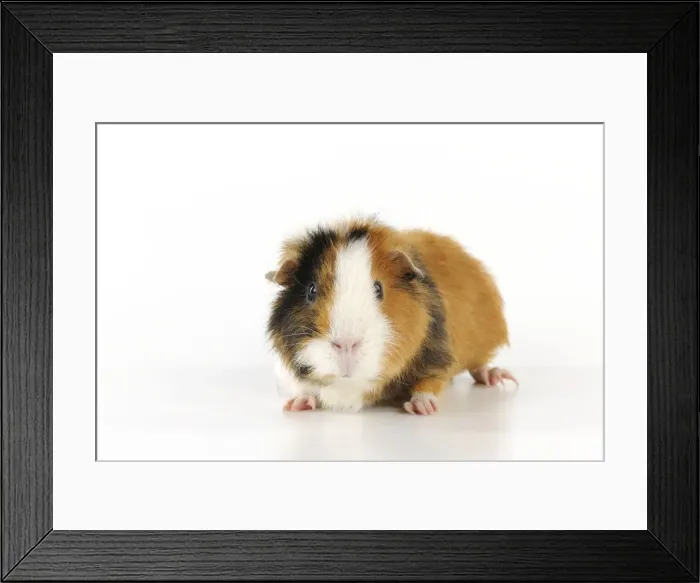 Framed Print : Guinea pig Framed Print : Guinea pig