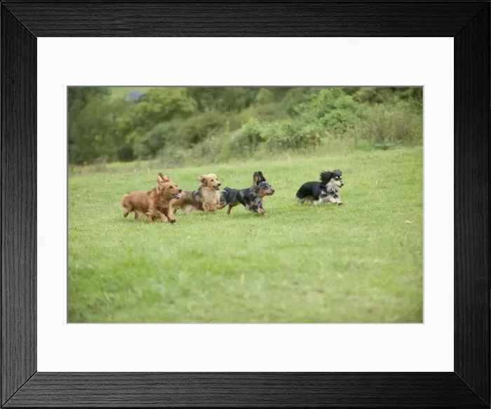 Framed Print : DOG - Miniature long haired dachshunds running through field