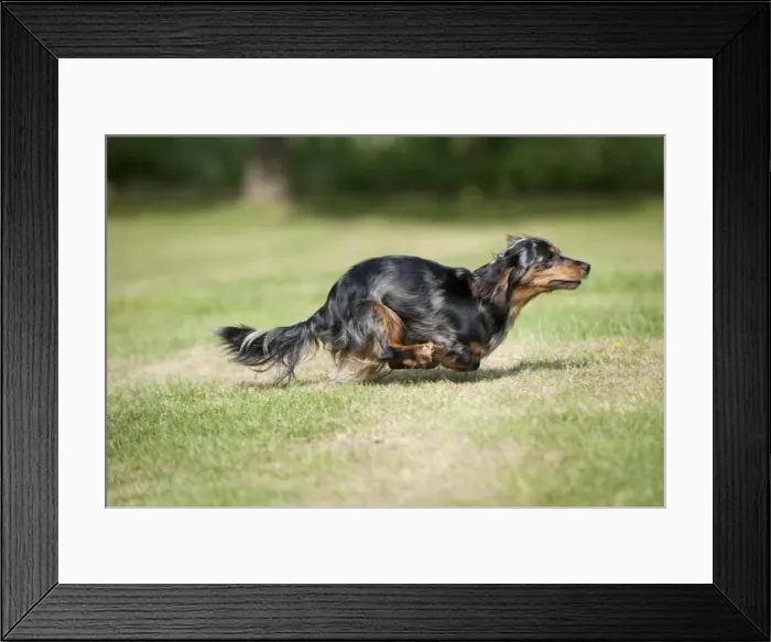 Framed Print : DOG - Miniature long haired dachshund running in garden Framed Print : DOG - Miniature long haired dachshund running in garden