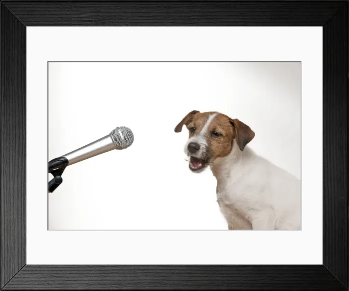 Framed Print : DOG - Parson jack russell terrier singing into microphone Framed Print : DOG - Parson jack russell terrier singing into microphone