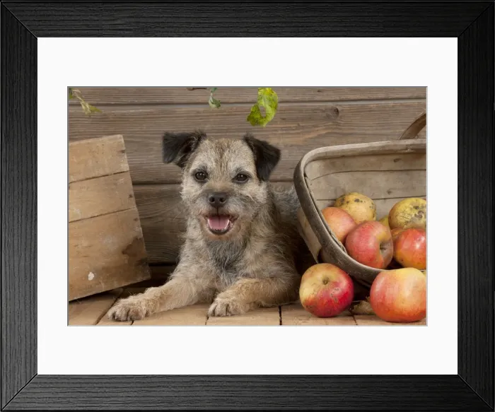 Framed Print : DOG - Border terrier laying next to basket of apples Framed Print : DOG - Border terrier laying next to basket of apples