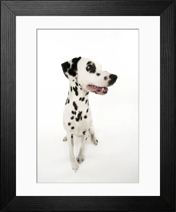 Framed Print : DOG - Dalmatian sitting Framed Print : DOG - Dalmatian sitting