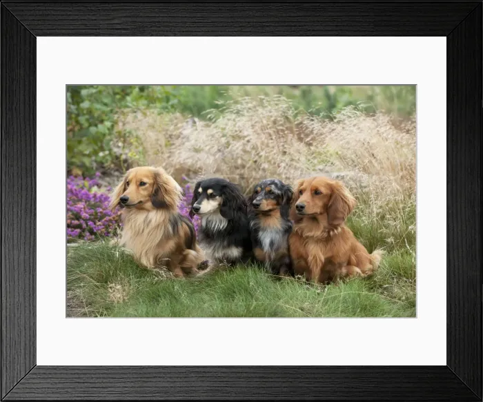 Framed Print : DOG - Miniature long haired dachshunds sitting in a row Framed Print : DOG - Miniature long haired dachshunds sitting in a row