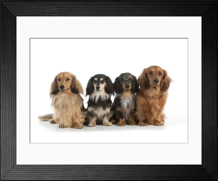 Framed Print : DOG - Miniature long haired dachshunds sitting in a row Framed Print : DOG - Miniature long haired dachshunds sitting in a row