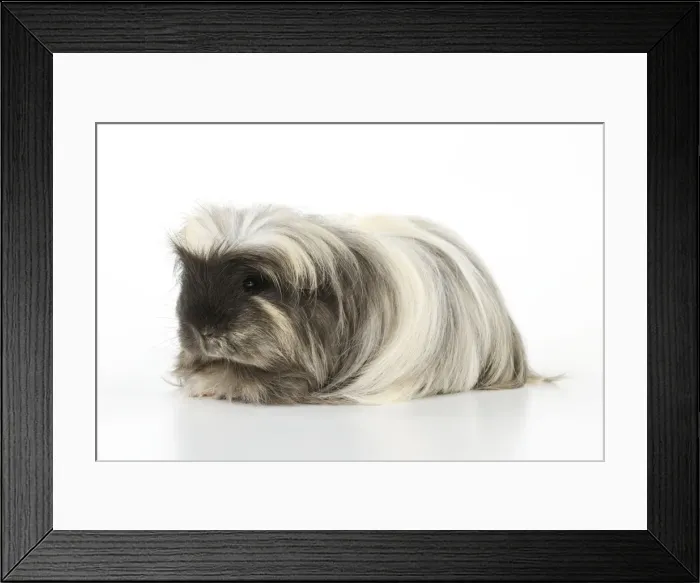 Framed Print : Guinea pig Framed Print : Guinea pig
