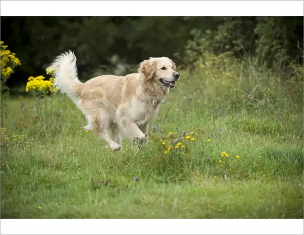 DOG - Golden retriever running through field