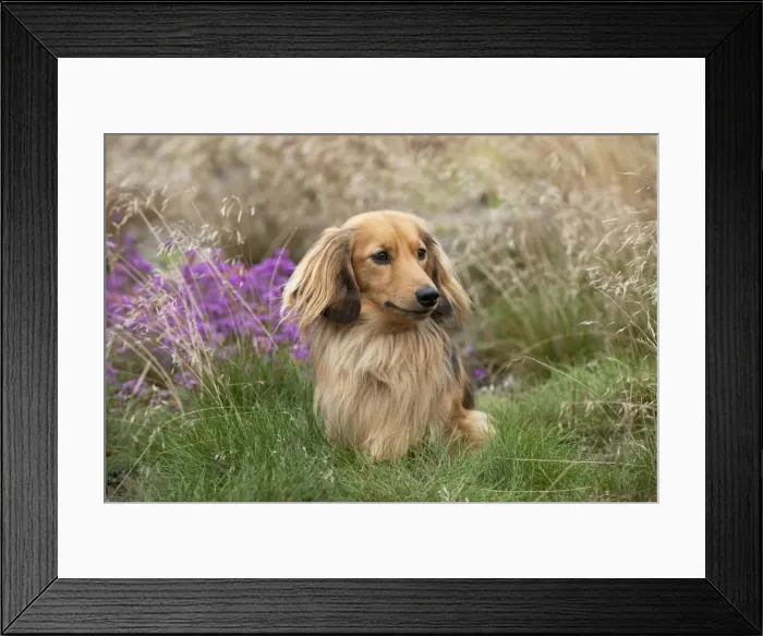 Framed Print : DOG - Miniature long haired dachshund Framed Print : DOG - Miniature long haired dachshund