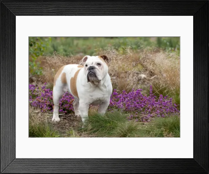 Framed Print : DOG - Bulldog