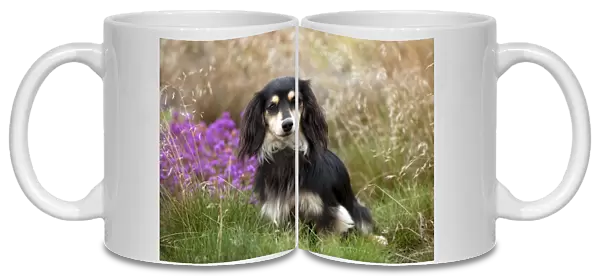 DOG - Miniature long haired dachshund