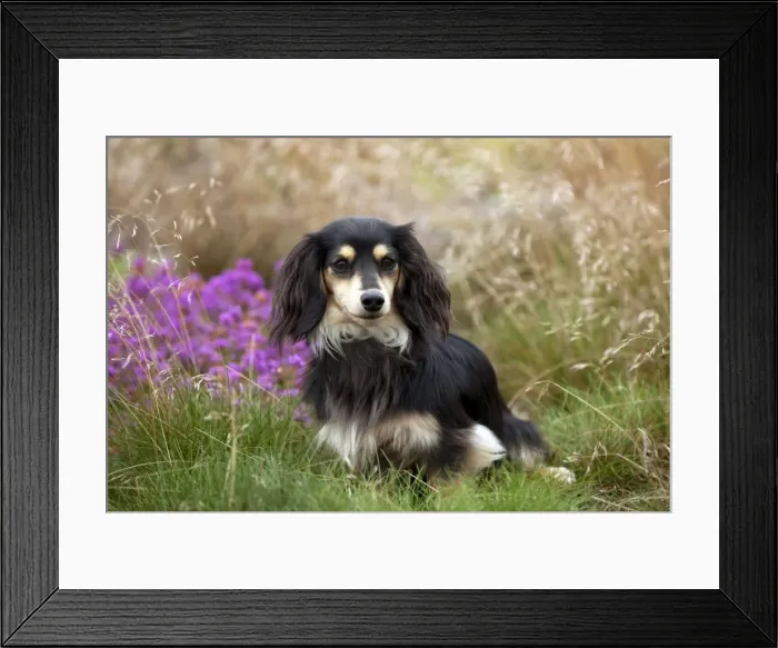 Framed Print : DOG - Miniature long haired dachshund Framed Print : DOG - Miniature long haired dachshund